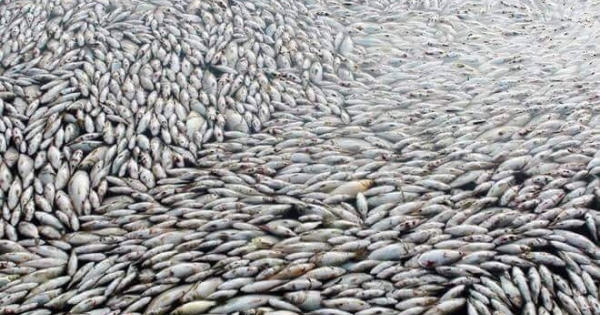 Quảng Nam: Chọn nhà máy thép hay môi trường?