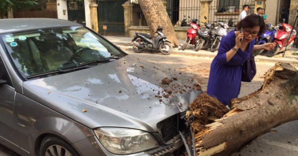Hà Nội: Cây đổ đè "nát" đầu xe ô tô cùng 3 xe máy