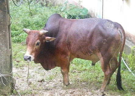 Vụ "Dấu hiệu vi phạm khi xử lý vụ trộm bò hy hữu”: VKSND Tối cao chỉ đạo báo cáo việc Báo PLVN nêu