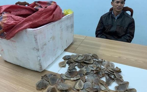 Phát hiện xe khách vận chuyển 20 kg vảy tê tê quý hiếm