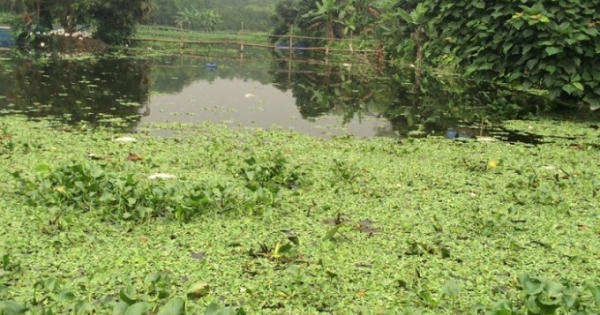 Hòa Bình: Trang trại lợn "bức tử" cuộc sống của người dân, cá trong ao chết hàng loạt Hòa Bình: Trang trại lợn "bức tử" cuộc sống của người dân, cá trong ao chết hàng loạt