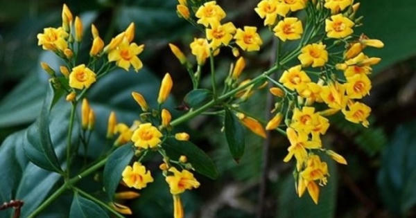 Nghệ An: Cãi nhau với chồng, thiếu phụ ăn lá ngón tự vẫn để lại con thơ chưa tròn 1 tuổi