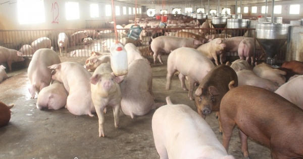 Tin kinh tế 7AM: Sẽ có "đột biến" giá heo vào đầu tháng 12; Chống lợi ích nhóm trong các dự án PPP
