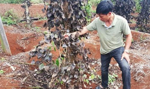 Đắk Nông: Côn đồ “áp bức” nông dân, phá hoại vườn cây, đòi bảo kê nông sản