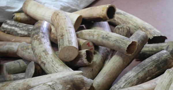 Lập chuyên án triệt phá các đường dây mua, bán động vật hoang dã