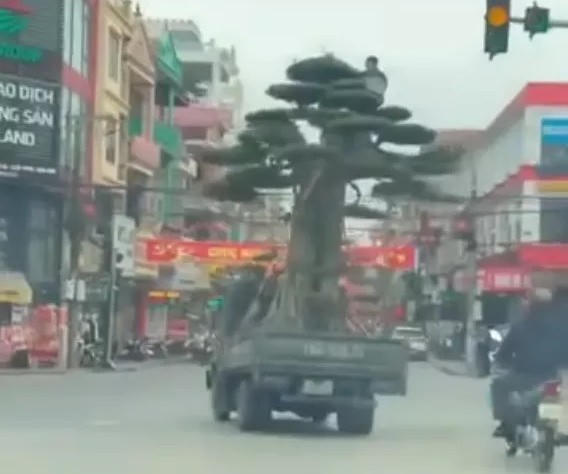 Lái xe chở cây quá khổ “nghênh ngang” trên đường bị phạt 39 triệu đồng