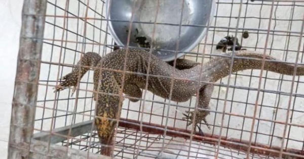 Bị phạt 270 triệu đồng do nhốt kỳ đà vân quý hiếm