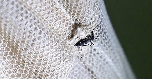 Phát hiện gây sốc: Virus Zika có thể gây teo tinh hoàn ở chuột thí nghiệm