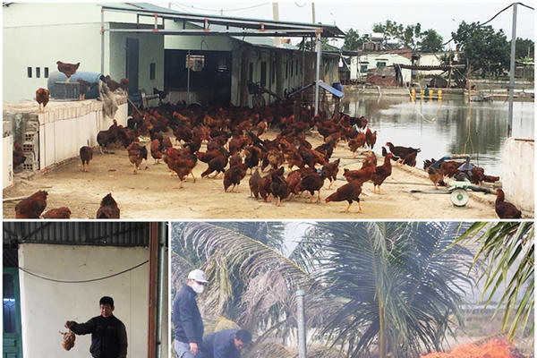 Quảng Ninh: Gần 1.000 con gà bị nhiễm cúm gia cầm  H5N6  được đưa đi tiêu hủy