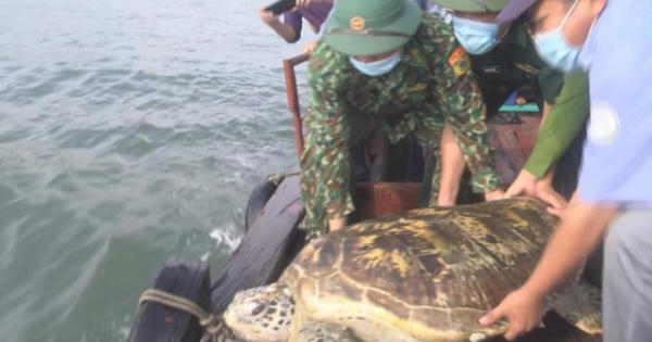 Thả cá thể rùa quý hiếm nặng hơn 80kg về môi trường tự nhiên Thả cá thể rùa quý hiếm nặng hơn 80kg về môi trường tự nhiên