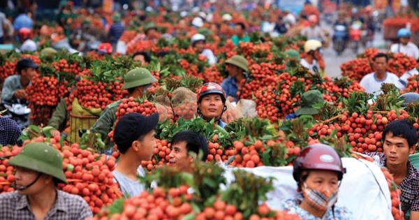 Bắc Giang xây dựng 3 kịch bản nhằm tiêu thụ hết 180.000 tấn vải thiều