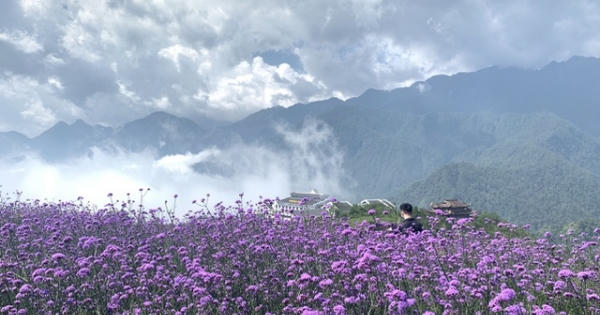 Đồi hoa tím “hot” nhất Sa Pa, khách đua nhau đến check-in chụp ảnh