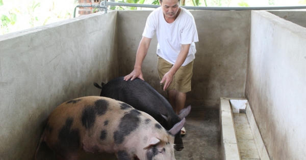 Đầu tư 500 triệu đồng cho khu giết mổ an toàn thực phẩm tại huyện nhỏ