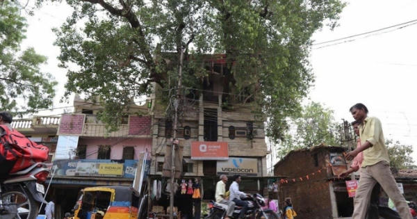 Cây đại thụ 'xuyên thủng' ngôi nhà 4 tầng