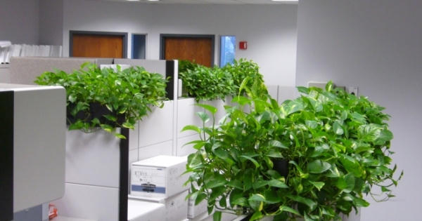 10 loại cây lọc không khí trong nhà tốt nhất