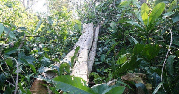 Bí thư Tỉnh uỷ Đồng Nai chỉ đạo làm rõ việc phá rừng ở Khu Bảo tồn thiên nhiên văn hóa