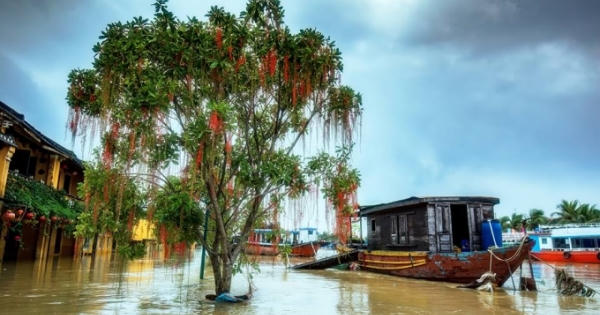 Ngỡ ngàng vẻ đẹp của Hội An "mùa nước lũ"