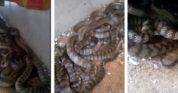 Hàng chục con rắn hổ vện cuộn tròn dưới mái tôn Hàng chục con rắn hổ vện cuộn tròn dưới mái tôn