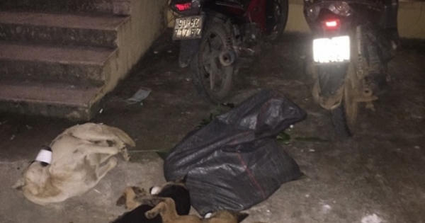 Hoà Bình: Truy bắt nhóm "cẩu tặc" trộm hơn 1 tạ chó