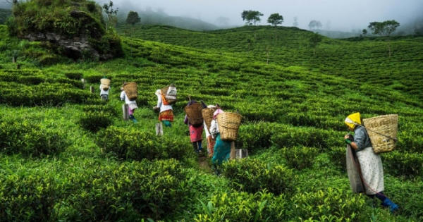 Bí mật về loại trà giúp tăng cường sinh lực và chống lão hóa ở Ấn Độ