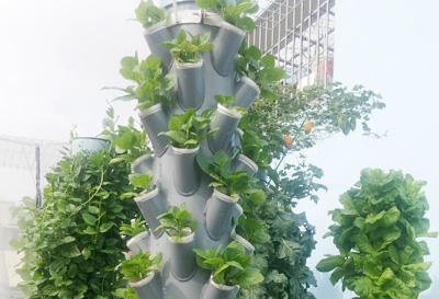 Ngỡ ngàng vườn rau sạch đẹp như cây cảnh