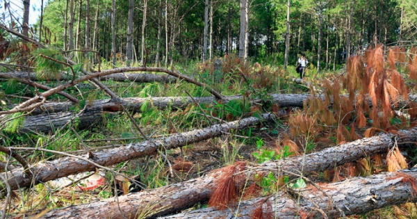 Lâm Đồng: Nhóm người mang hung khí tấn công chốt quản lý bảo vệ rừng