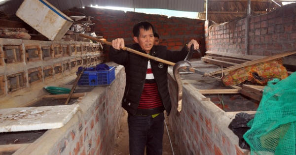 Kiếm tiền nhờ nghề nuôi rắn độc ở Hà Tĩnh Kiếm tiền nhờ nghề nuôi rắn độc ở Hà Tĩnh