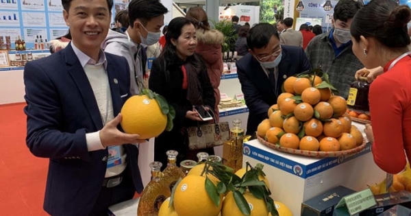 Ông nông dân diện comple, giày bóng loáng bán 1.000 tấn cam không cần ra chợ