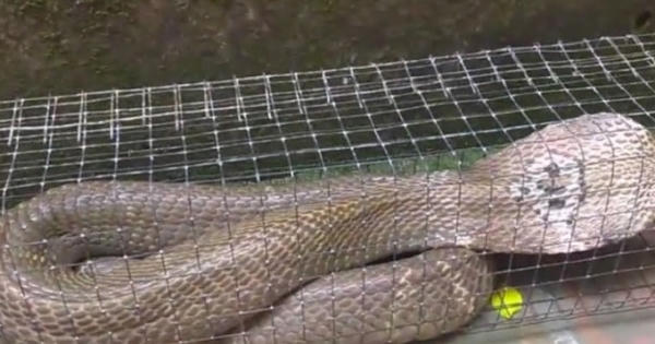 Hà Nội: Người đàn ông bẫy được "hổ mang khủng" dài gần 2 mét