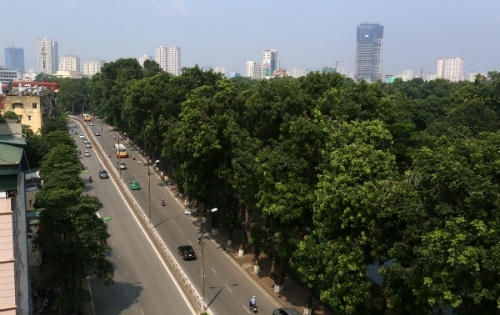 Đơn vị di chuyển xà cừ cổ thụ ở Hà Nội 'không đảm bảo cây sống 100%'