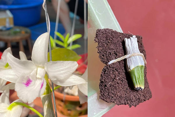 Hơn 18 tỷ đồng từ phiên đấu giá "Đôi mắt Pleiku" sẽ được trao đến Quỹ Phòng chống Covid-19