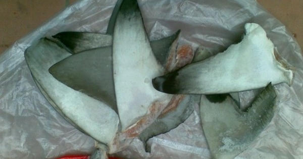 Hải quan Hải Phòng bắt lượng lớn vây cá mập tại cảng Lạch Huyện