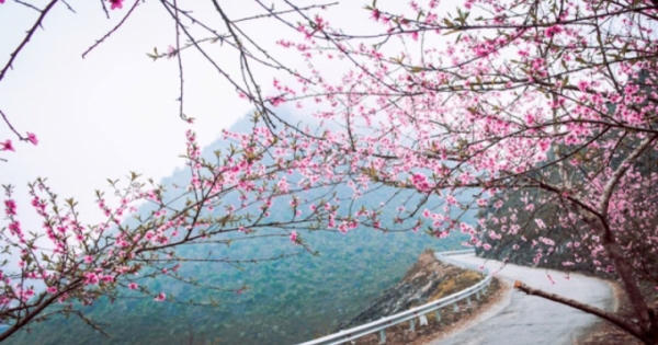 Du lịch Tây Bắc qua những sắc hoa