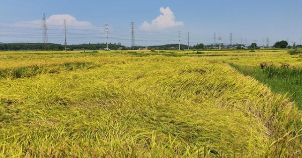 Máy gặt không dám đến ruộng, nông dân "ngồi trên đống lửa"