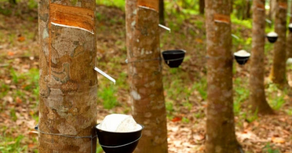 Thái Lan có kế hoạch cắt giảm xuất khẩu cao su