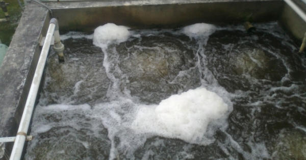 Xử lý Nitơ, phốt pho vấn đề cấp bách trong xử lý môi trường