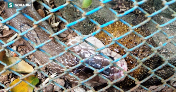 Bẫy rắn hổ mang bằng cóc độc ở Tuyên Quang: Kết quả bất ngờ!