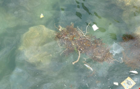 Đưa mẫu nước 'lạ' và mực chết ở biển Vũng Áng ra Hà Nội phân tích