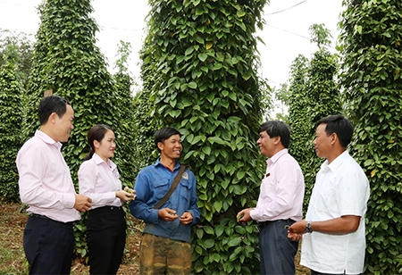 Những ngôi nhà “cà phê” ở Đăk Wer