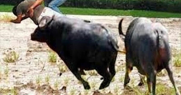 Hà Tĩnh: Một người bị trâu điên húc tử vong
