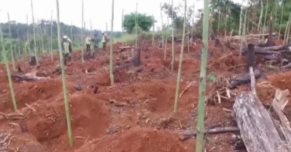 Đột nhập 'đại công trường' khai thác gỗ quý của lâm tặc ở Đắk Nông