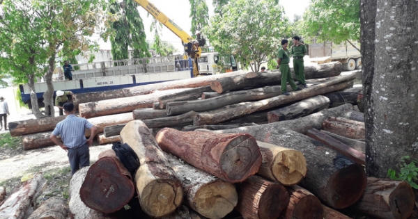 Vụ trùm gỗ lậu Phượng “râu”: Hoạt động tội phạm tinh vi