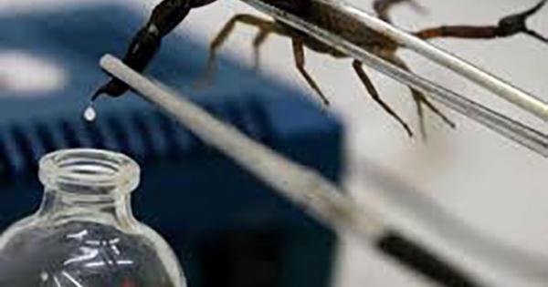 Vì sao nọc bọ cạp tử thần là chất lỏng đắt nhất hành tinh