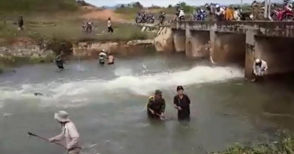 Hồ thủy lợi xả lũ, cá "bay từng đàn" như chim
