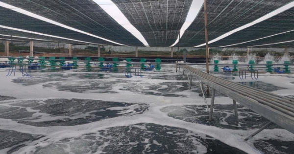 Người nuôi tôm đổi đời nhờ áp dụng công nghệ hiện đại