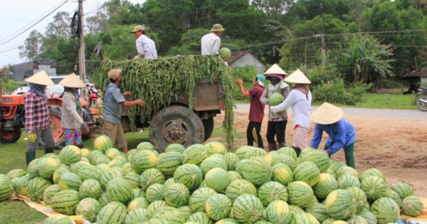 Không thể "giải cứu nông sản" mãi được