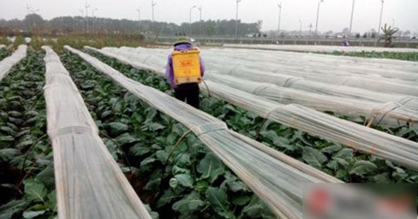 Rau sạch "tắc" đầu ra, rau bẩn ở tỉnh đổ về, Hà Nội ngậm ngùi ăn