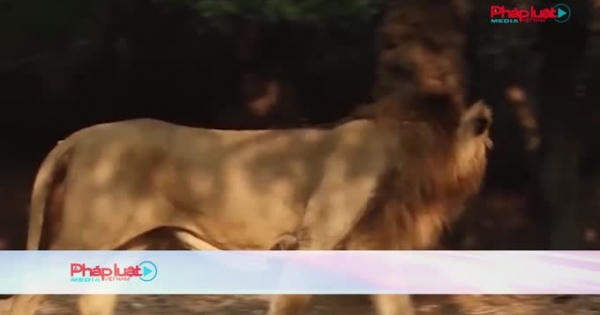 Ấn Độ: Hàng loạt sư tử dương tính với Covid-19