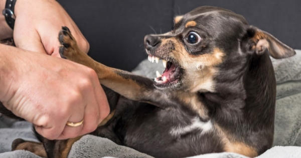 Cách sơ cứu khi bị chó cắn