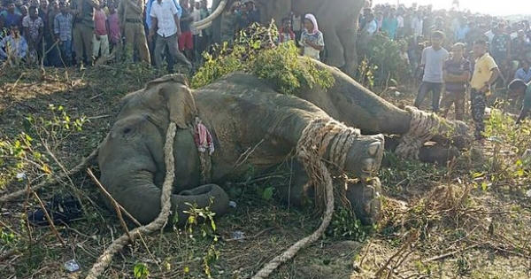 Giết hại 70 người, voi mang tên trùm khủng bố Bin Laden bị bắt sống